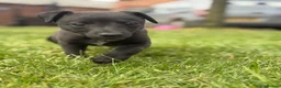 Mixed Breed dogs for sale: Whippet x lurcher puppies  - Advert 5