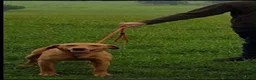 Labradoodle dogs for sale: Beautiful F1 Miniature Labradoodles.  - Advert 2