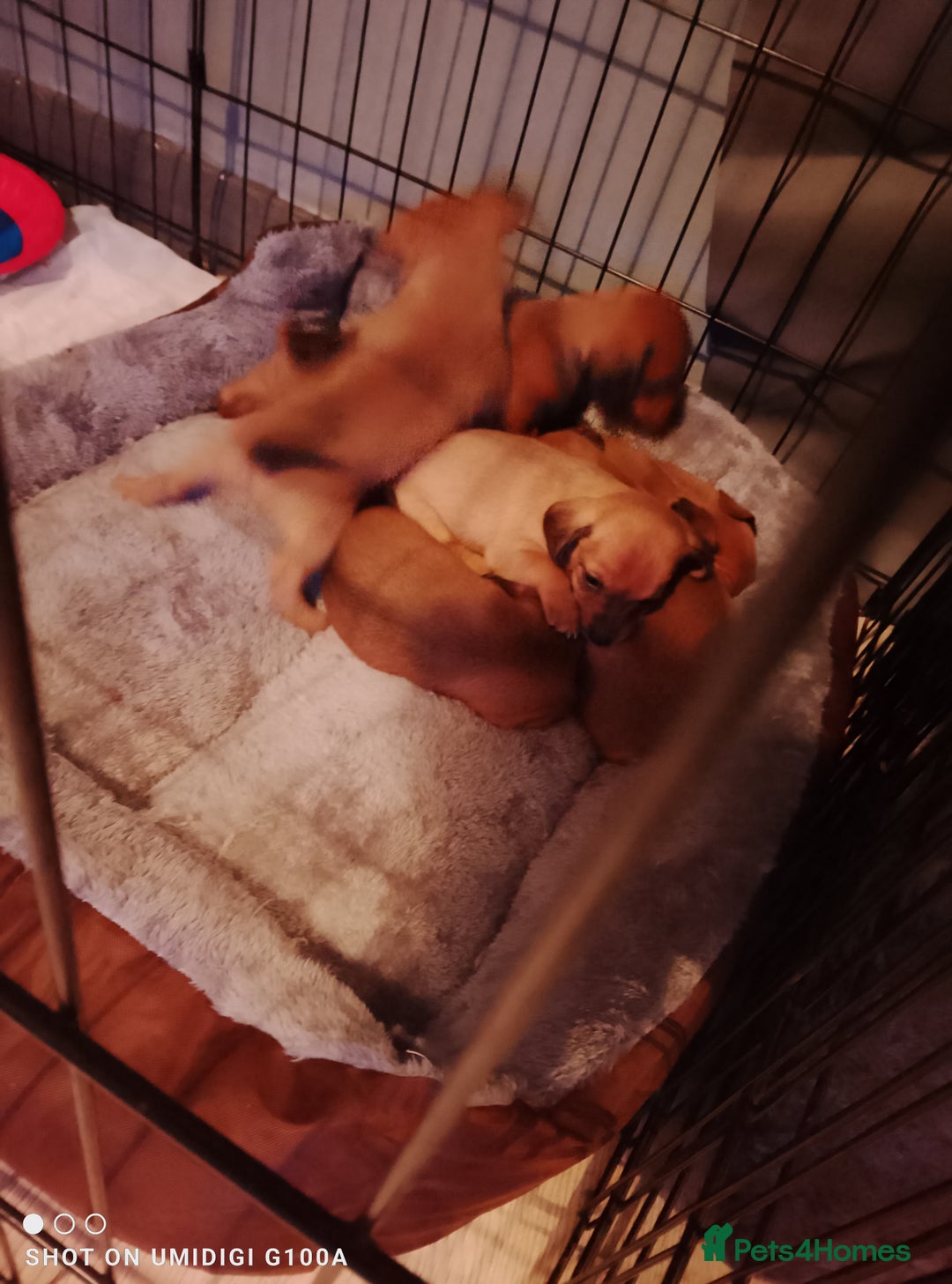 Dachshund dogs for sale: Last 2 dachshund boys for homes - Advert 2