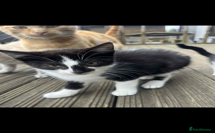 Mixed Breed cats - Advert 6