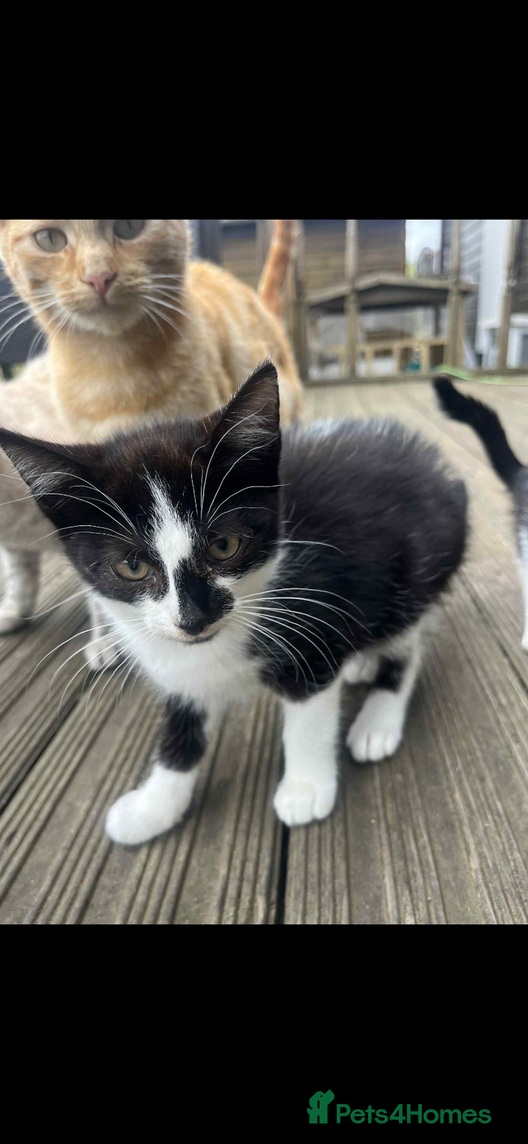 Mixed Breed cats for sale:  female kittens  - Image 1