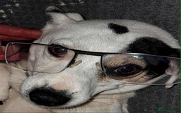 Jack Russell dogs for stud: Proven stud in Accrington - Image 9