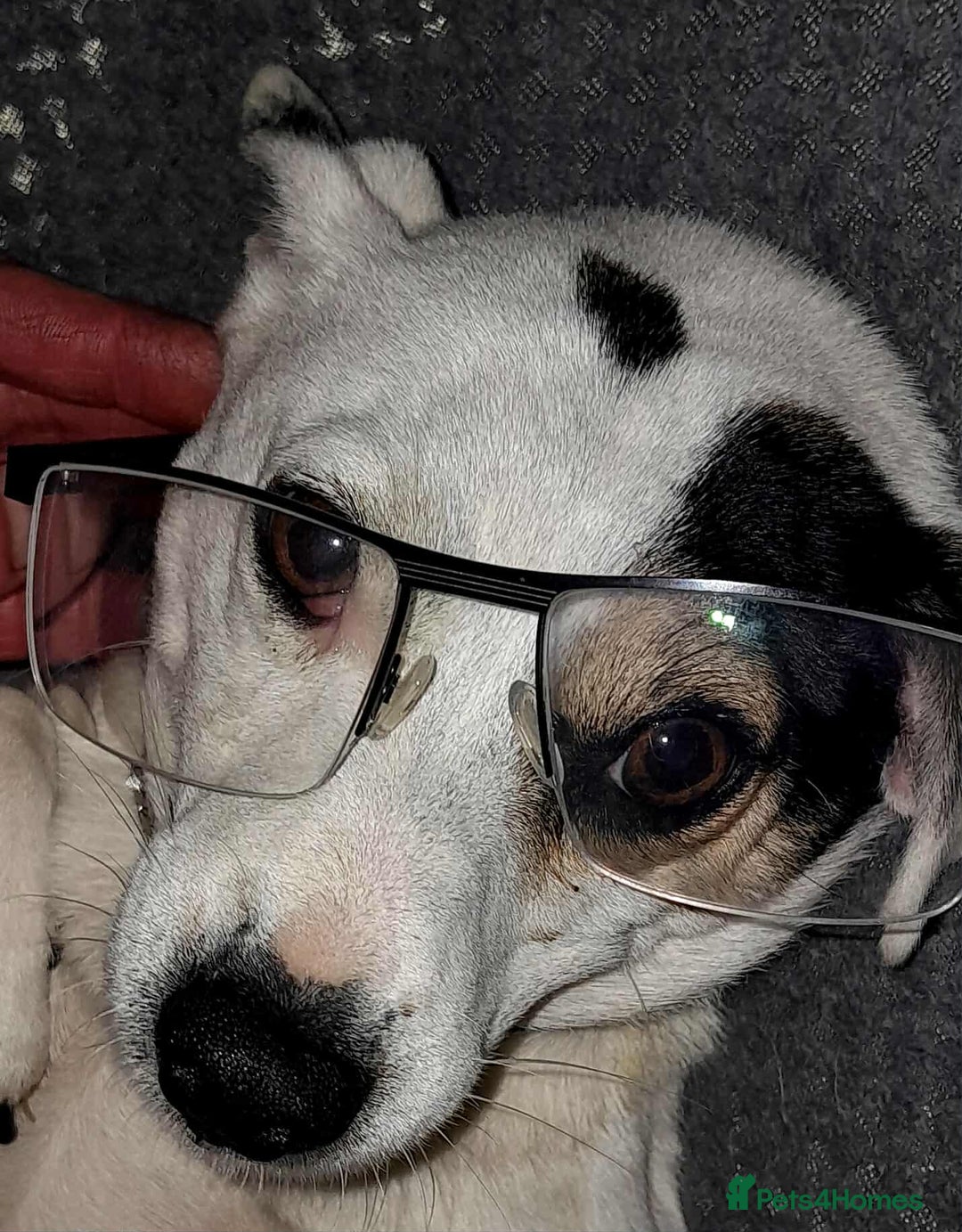 Jack Russell dogs for stud: Proven stud in Accrington - Image 9