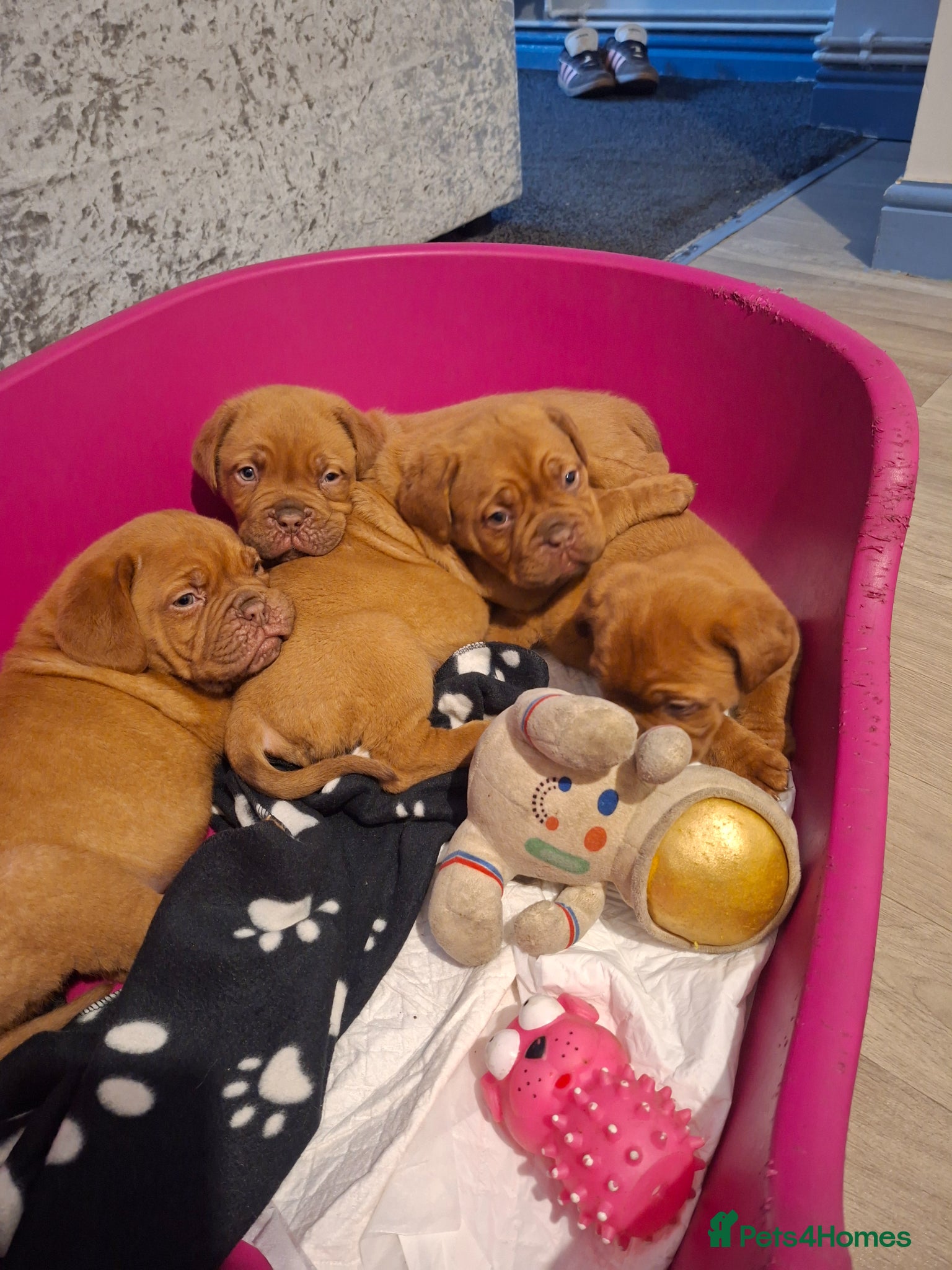 Dogue De Bordeaux dogs Pedigree Dogue De Bordeaux puppies - Advert 7