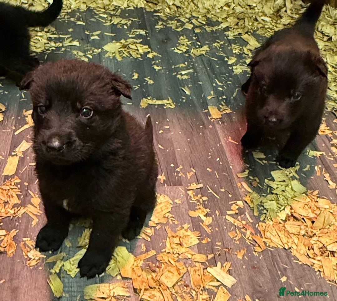 German Shepherd dogs for sale: KC Reg Working Line GSD pups. - Image 11