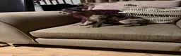 French Bulldog dogs for sale: French bulldogs for sale  - Advert 3