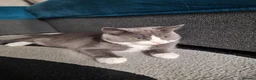 Mixed Breed cats for sale: LOOKING FOR A LOVING FOREVER HOME FOR LOKI in Nottingham - Advert 4