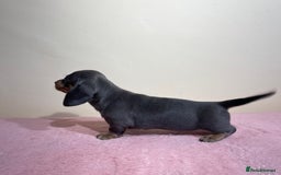 Miniature Dachshund dogs for sale: Miniature dachshund puppies  - Image 18