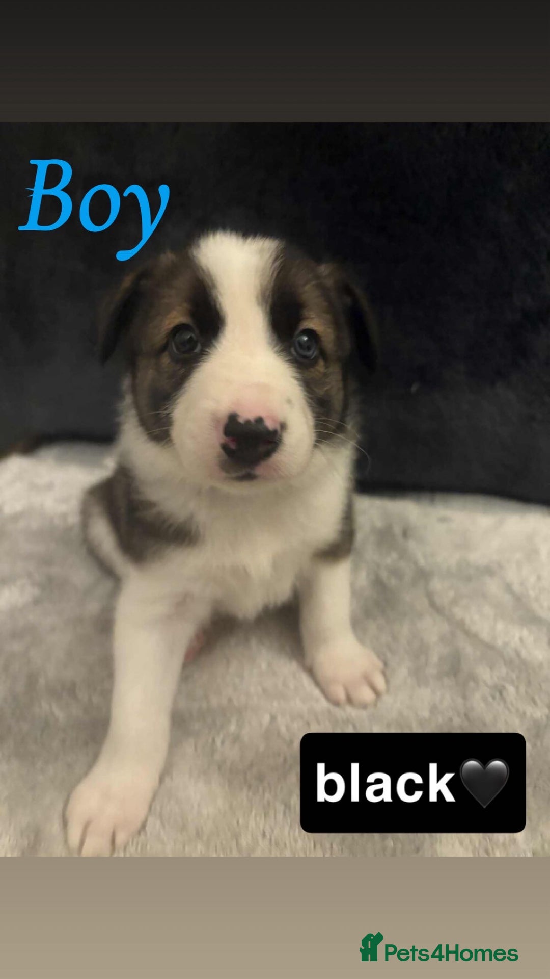Border Collie dogs for sale: ✨cuddly puppies looking for their forever families - Advert 10