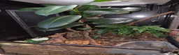 Frog reptiles for sale: Pair of Amazon Milk Frogs - Complete Set Up in Sutton Coldfield - Advert 5