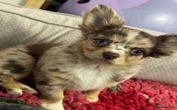 Chihuahua dogs for sale: READY TO GO.Chihuahua Long Choc Merle Girl BlueEye - Image 1