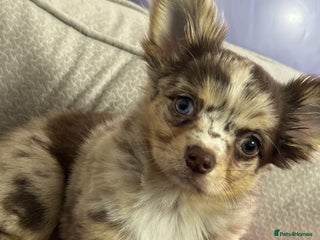 Chihuahua dogs - Advert 1