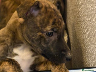 Lurcher dogs Lurcher puppies - Advert 2