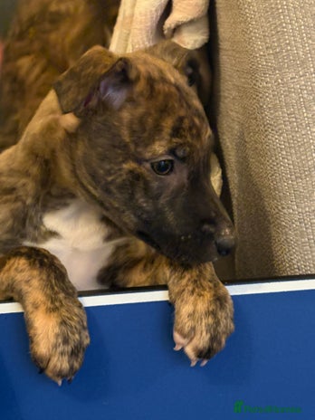 Lurcher dogs Lurcher puppies - Advert 1