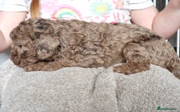 Cockapoo dogs for sale: red sable merle boy left 💜 - Image 22