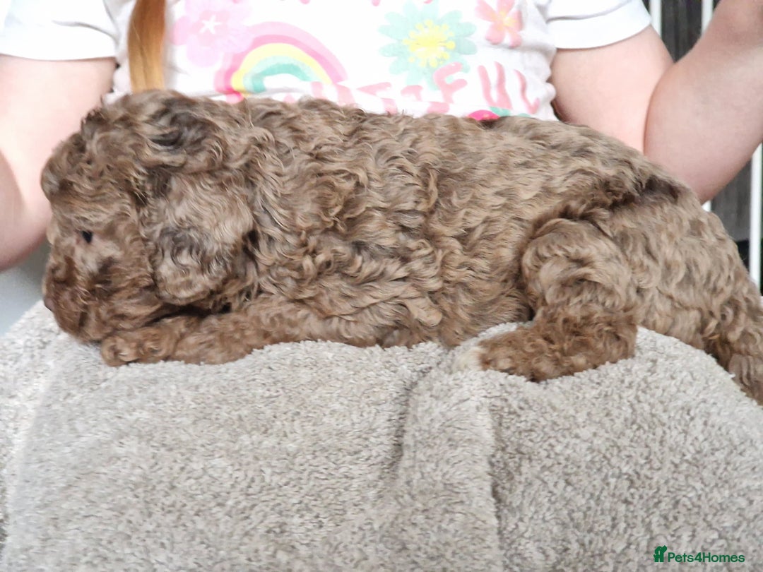Cockapoo dogs for sale: red sable merle boy left 💜 - Image 22