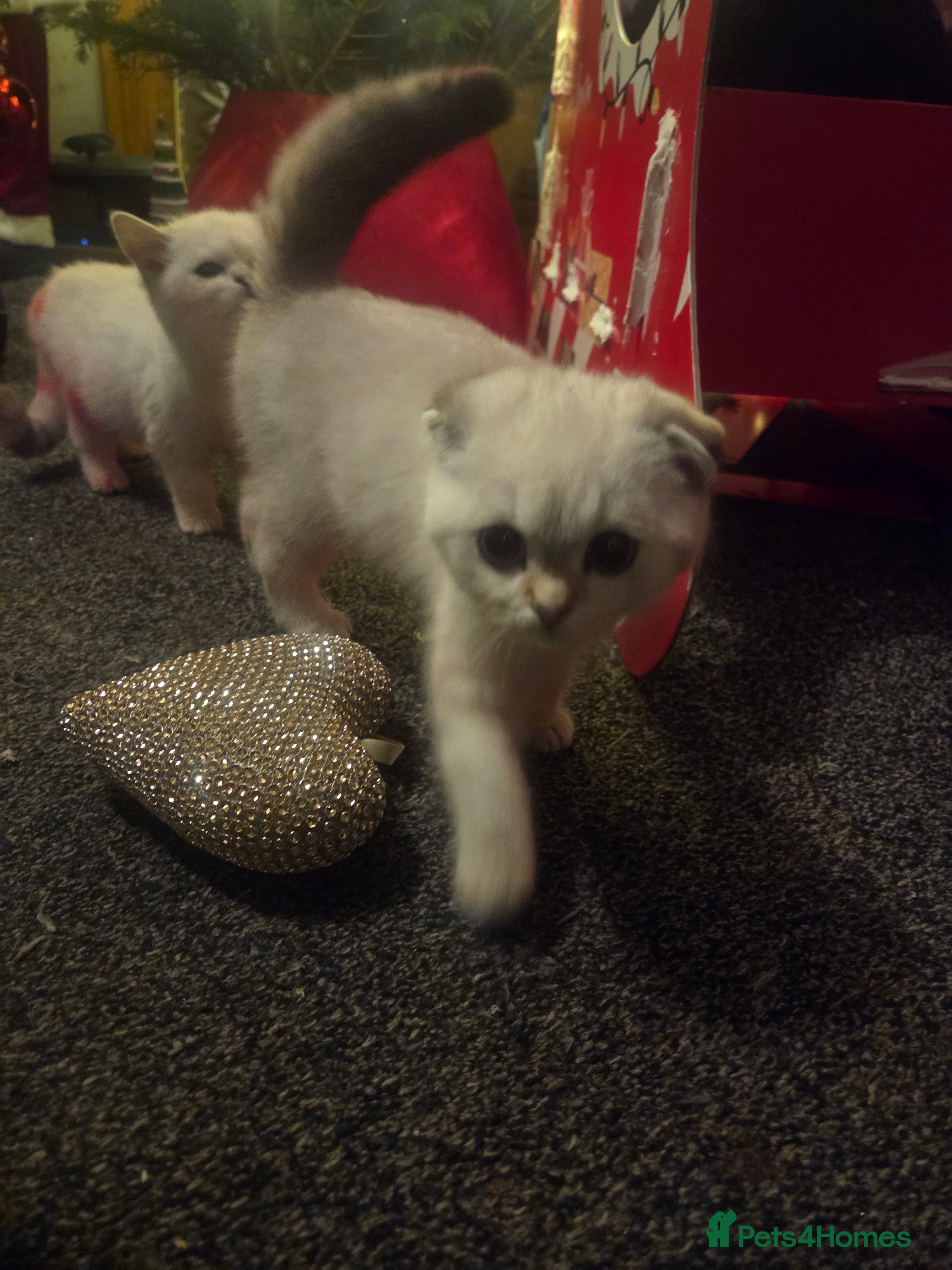 British Shorthair cats Beautiful kittens ready to go - Advert 17