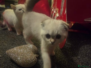 British Shorthair cats Beautiful kittens ready to go - Advert 5