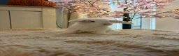 French Lop rabbits for sale: The happy hoppers French lop babies - Advert 14