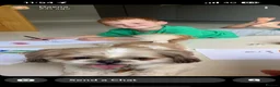 Shih Tzu dogs for stud: Stud dog  - Advert 3