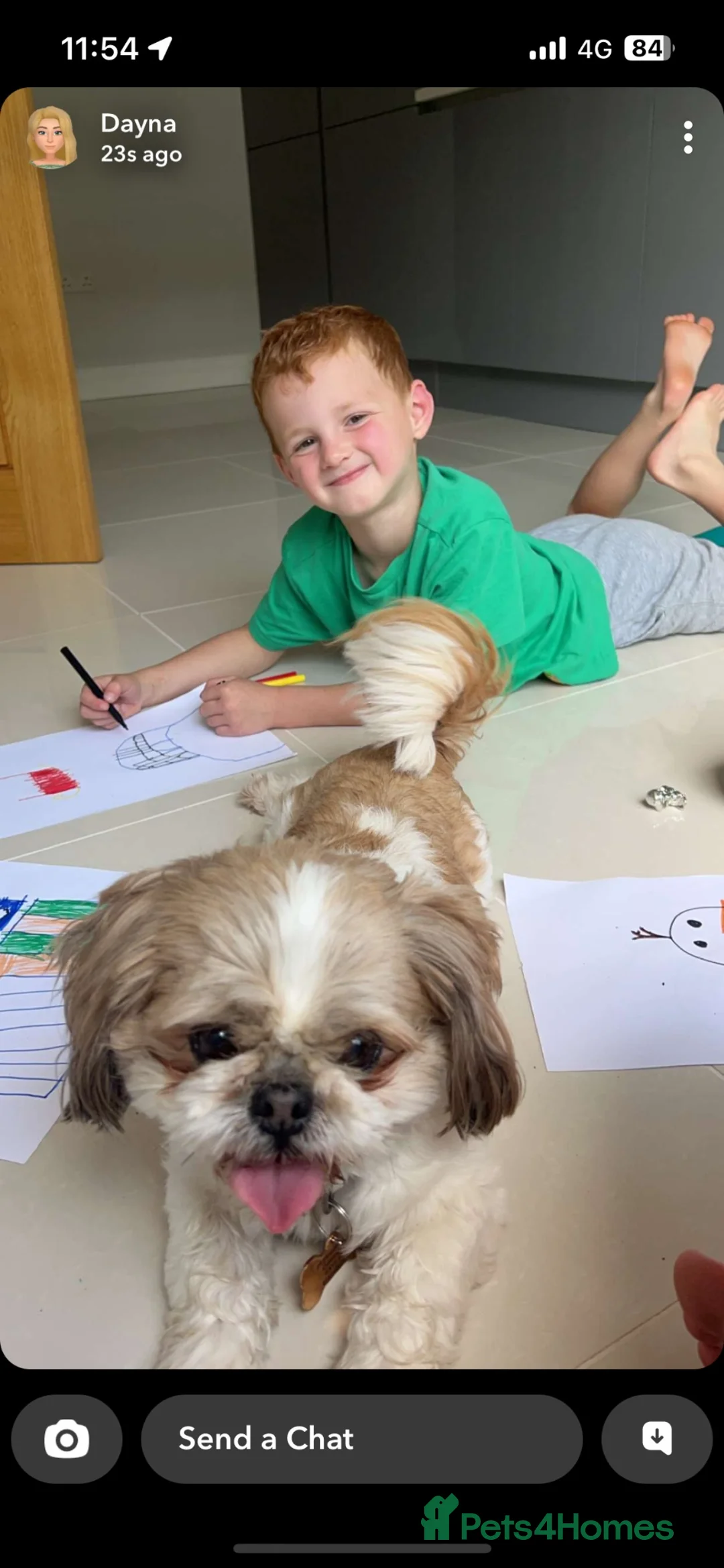 Shih Tzu dogs for stud: Stud dog  - Advert 2