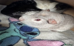 Guinea Pig rodents for sale: 2 male piggy’s in need of a loving home.  - Image 3