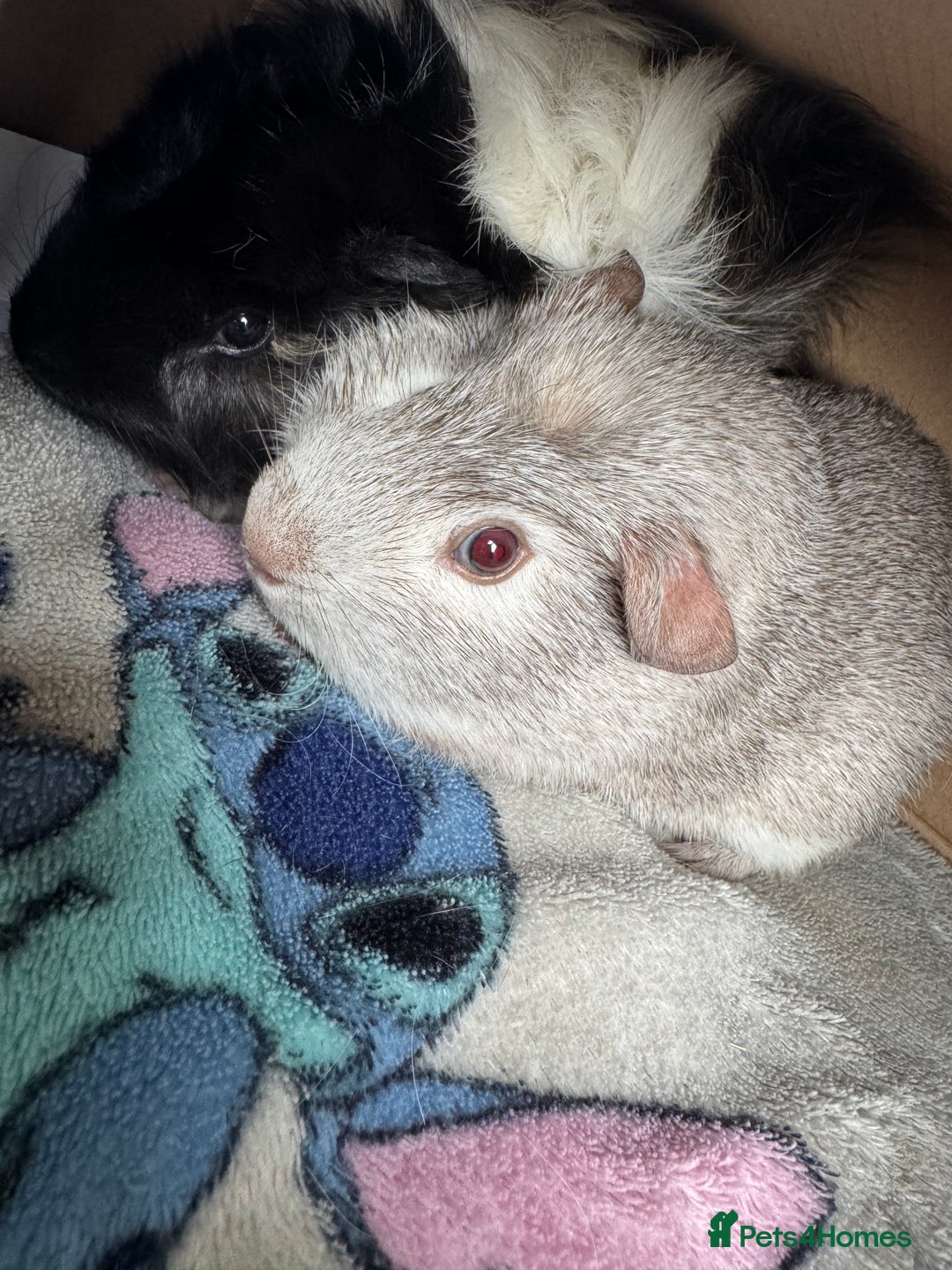 Guinea Pig rodents for sale: 2 male piggy’s in need of a loving home.  - Image 3