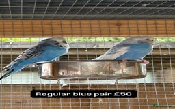 Budgerigars birds for sale: Proven pairs budgies all adult 2+ years old  - Image 13