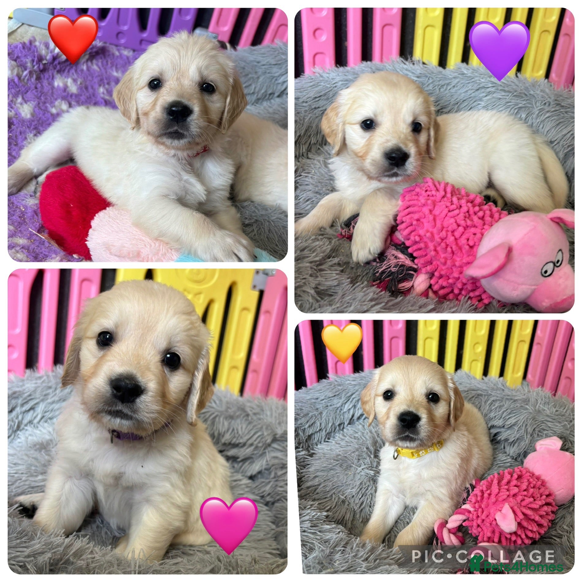 Golden Retriever dogs Beautiful Kc registered Golden Retriever puppies  - Advert 1