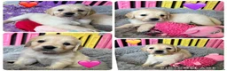 Golden Retriever dogs for sale: Beautiful Kc registered Golden Retriever puppies  - Advert 7