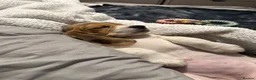 Beagle dogs for sale: Beautiful beagle girl puppy  in Basildon - Advert 2