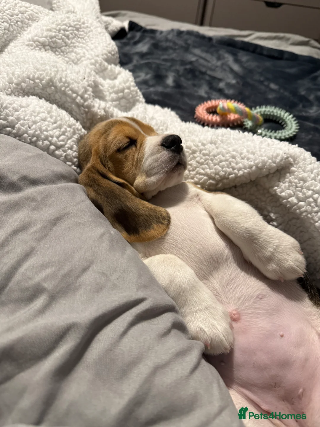 Beagle dogs for sale: Beautiful beagle girl puppy  in Basildon - Advert 2