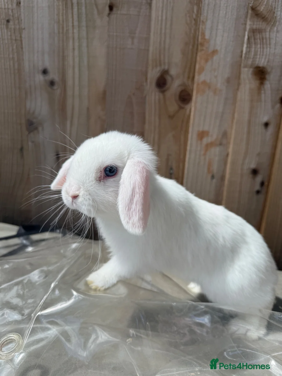 Mini Lion Lop rabbits for sale: Female Baby mini lion lop - Advert 1