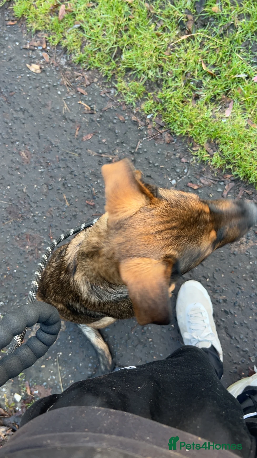 Mixed Breed dogs for sale: German shepherd x Rottweiler male  in Gorebridge - Advert 8
