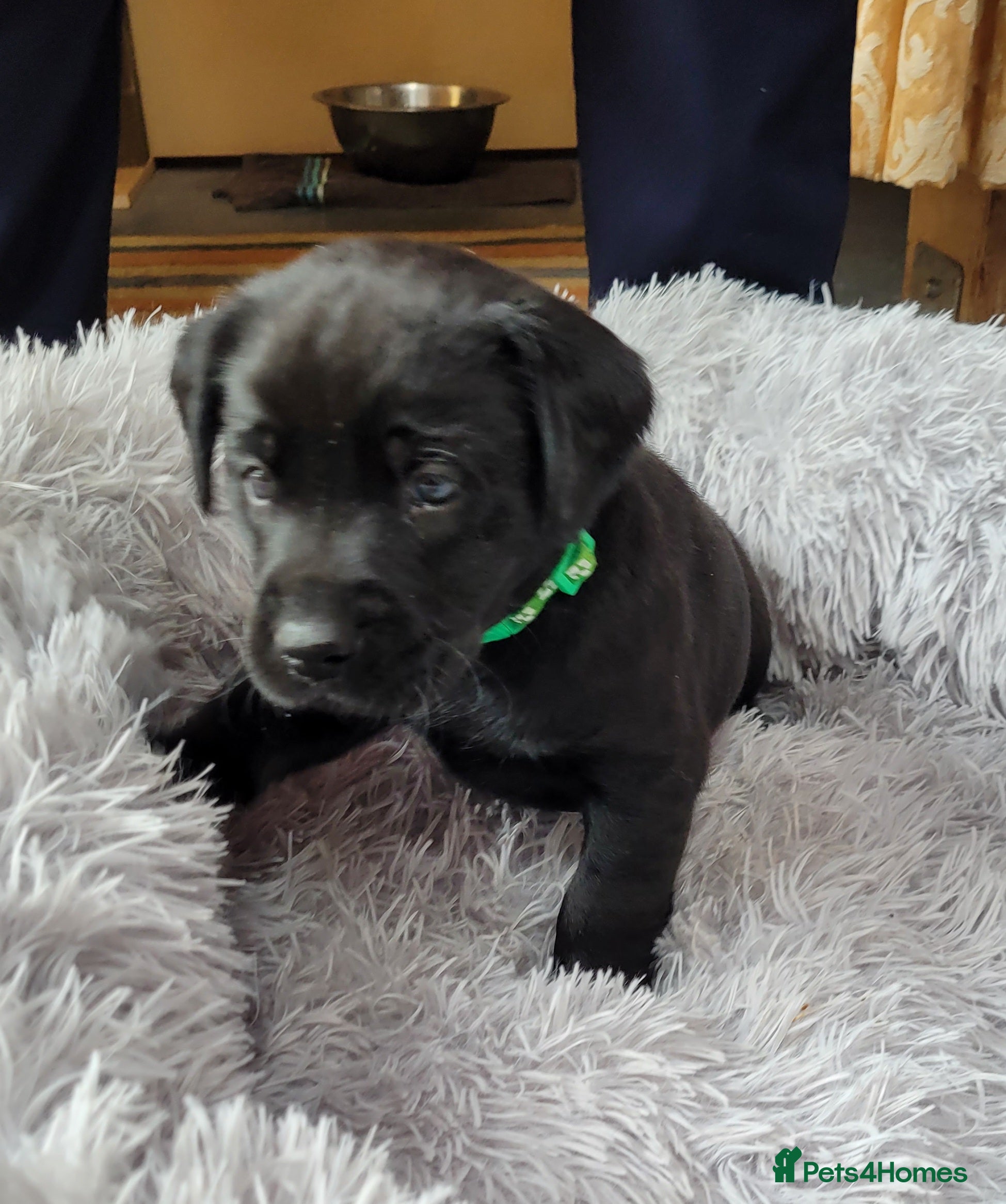 Labrador Retriever dogs 2 fox red 1 black Labrador pups - Advert 2