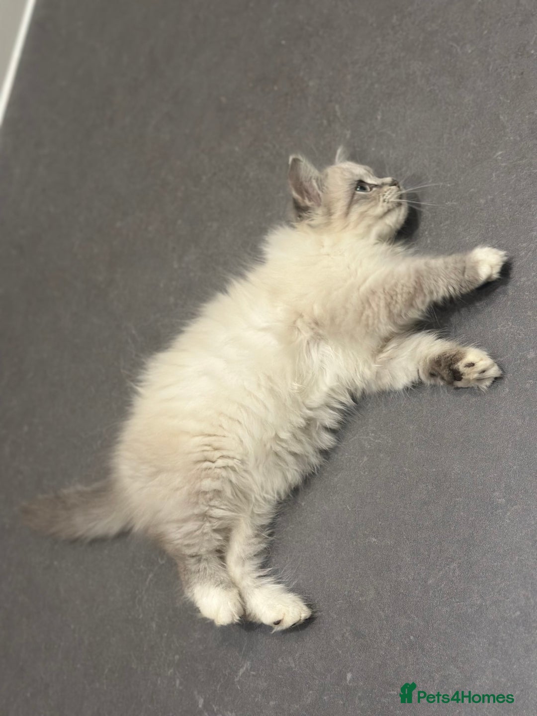 Siberian cats for sale: Blue eyed Adorable Siberian Neva masquerade  - Advert 6