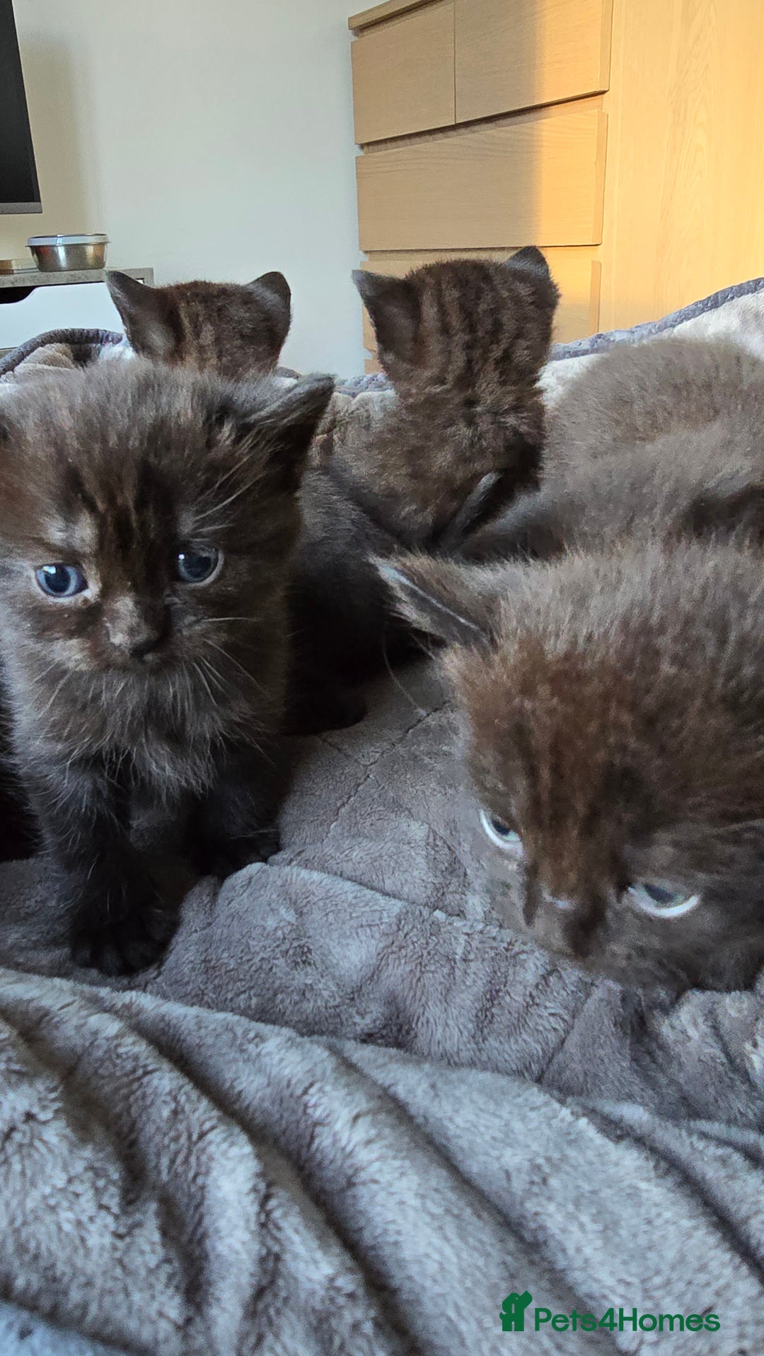 British Shorthair cats for sale: British shorthair  - Advert 9