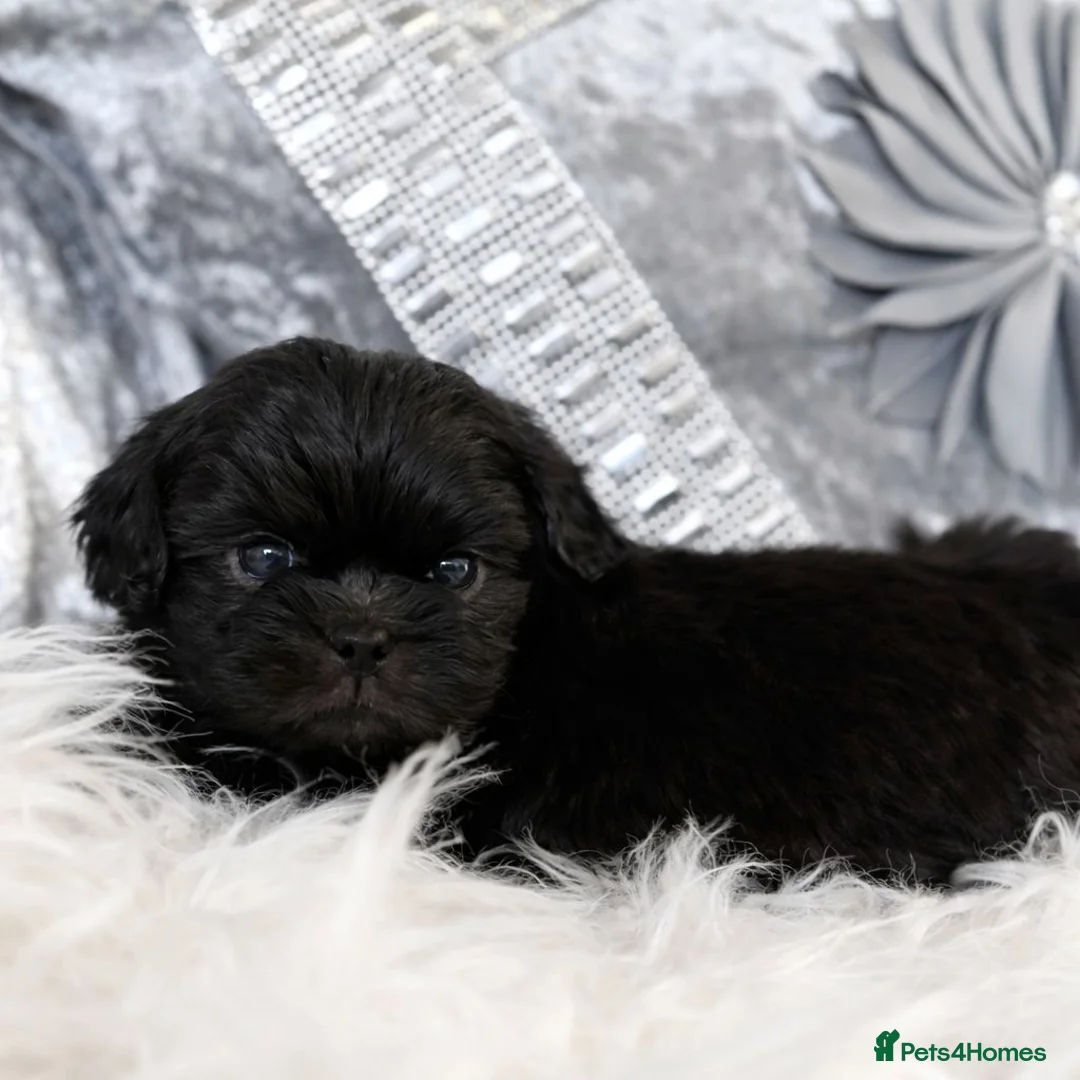 Shih Tzu dogs for sale: KC Reg Health Tested Solid Black Boy  - Advert 1