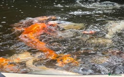 Koi Carp fish for sale: Complete koy set up- bereavement.All sizes colours - Image 1