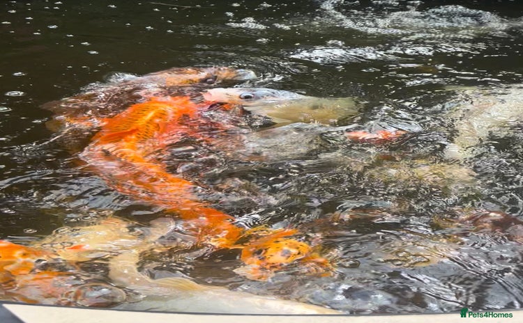 Koi Carp fish - Advert 2