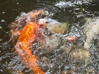 Koi Carp fish - Advert 10