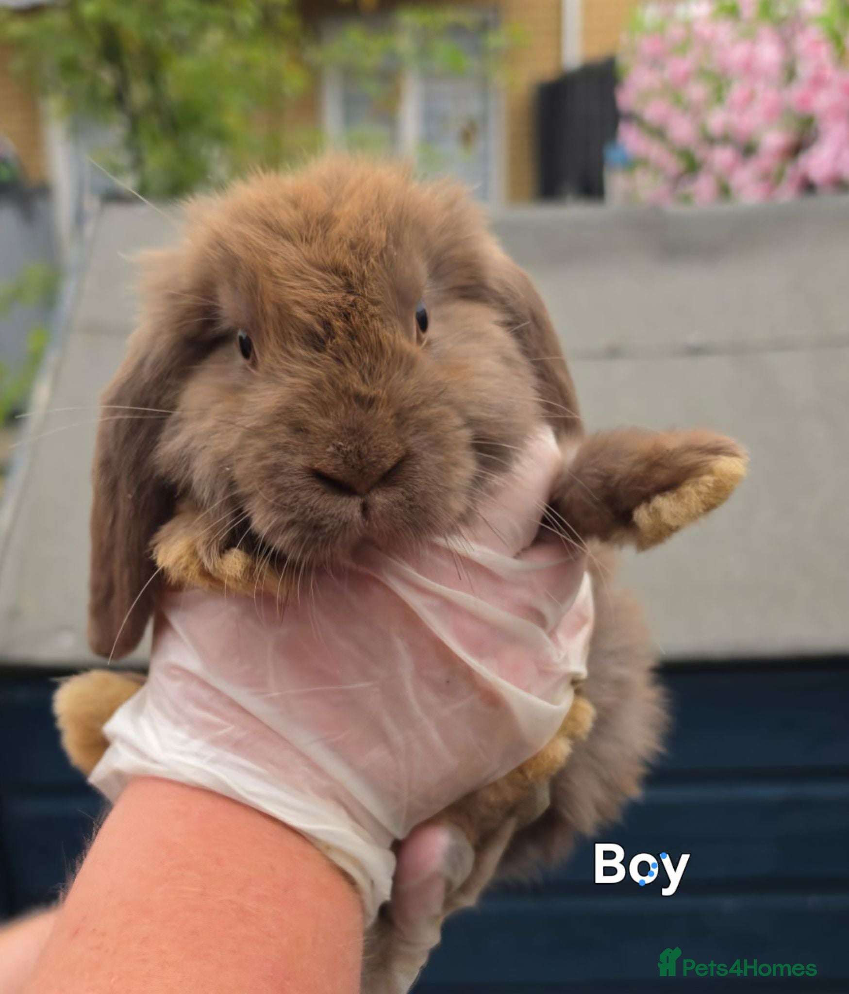 French Lop rabbits French Lops - Advert 1