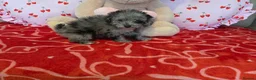 Toy Poodle dogs for sale: Gorgeous littler of x ** mall toy poodles  - Advert 8