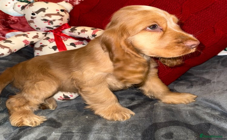 Cocker Spaniel dogs 🧡💛❤️Stunning KC Show Cocker Spaniels❤️🩷🧡 - Advert 10