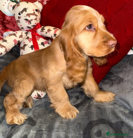 Cocker Spaniel dogs 🧡💛❤️Stunning KC Show Cocker Spaniels❤️🩷🧡 - Advert 5