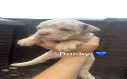 Olde English Bulldogge dogs for sale: Olde English bulldogge pups - Image 5