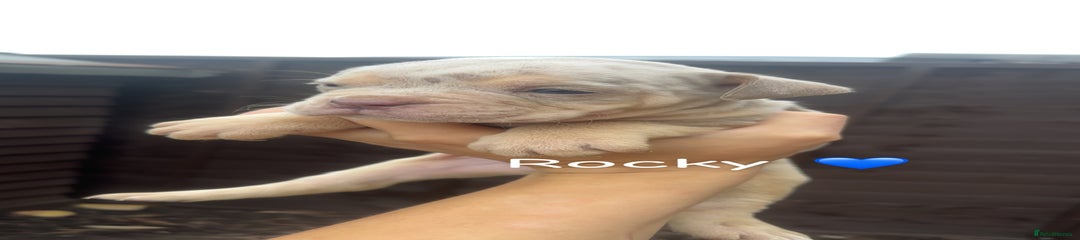 Olde English Bulldogge Puppy 4