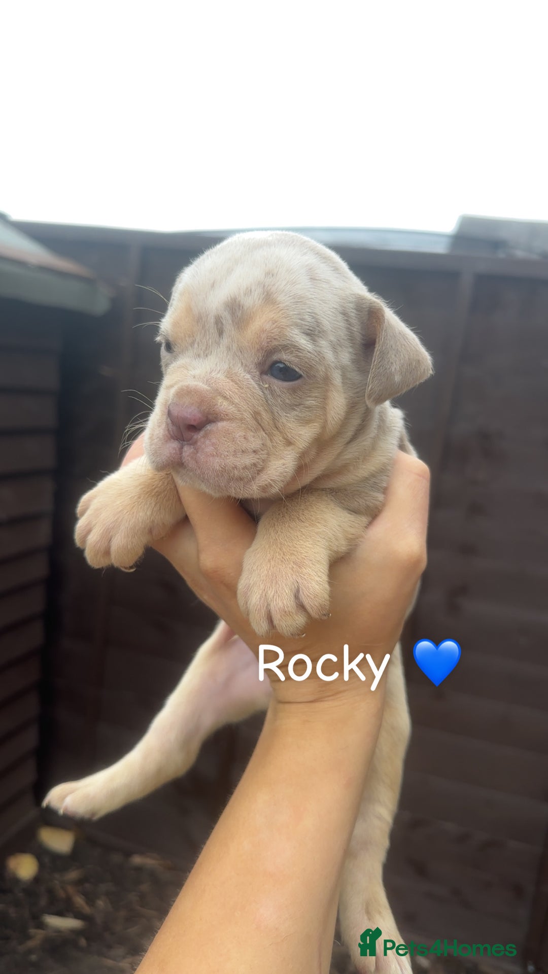 Olde English Bulldogge dogs for sale: Olde English bulldogge pups - Image 5