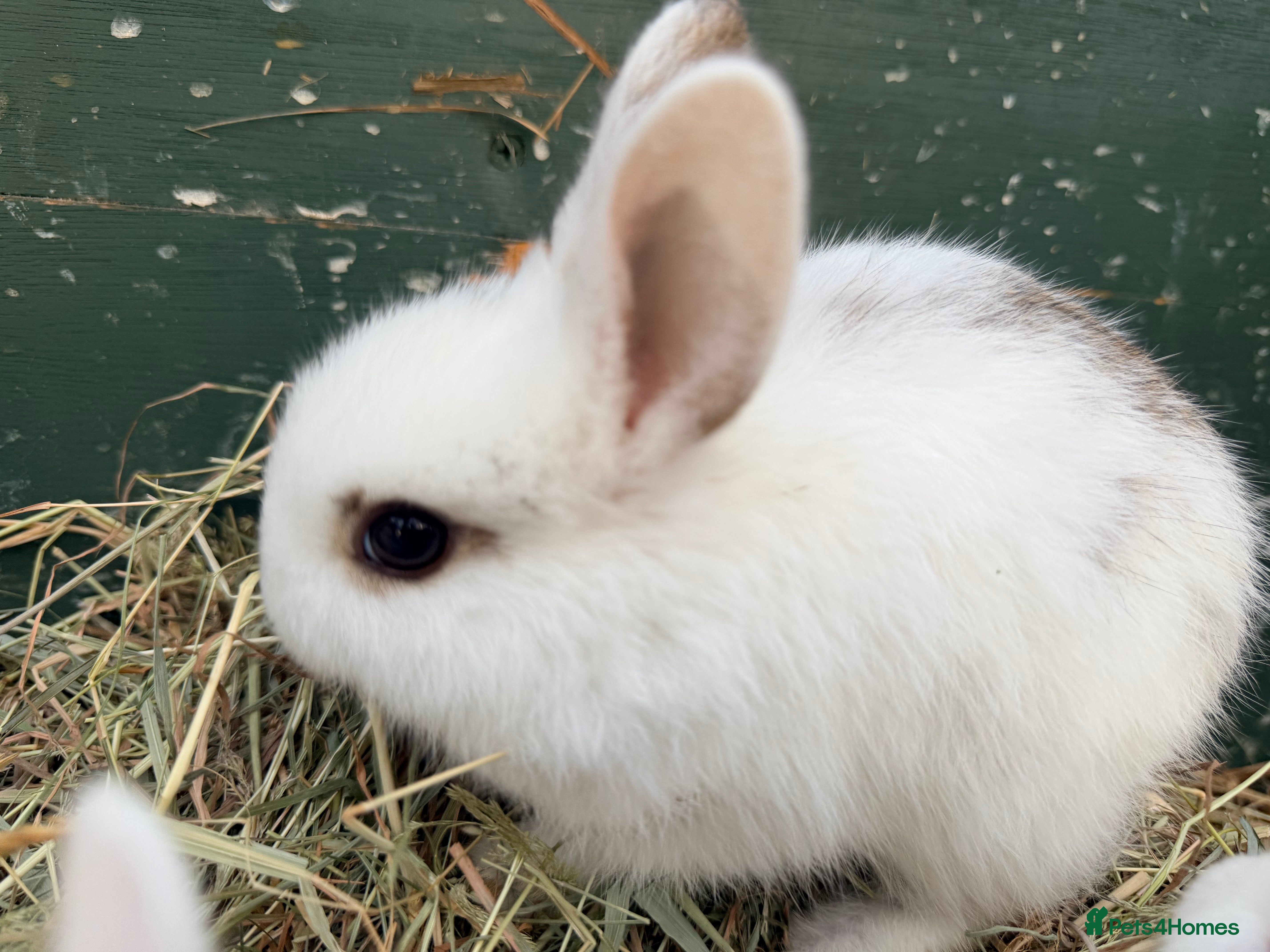 Netherland Dwarf rabbits Beautiful tamed Bunnies for sale  - Advert 2