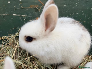 Netherland Dwarf rabbits Beautiful tamed Bunnies for sale - Advert 14
